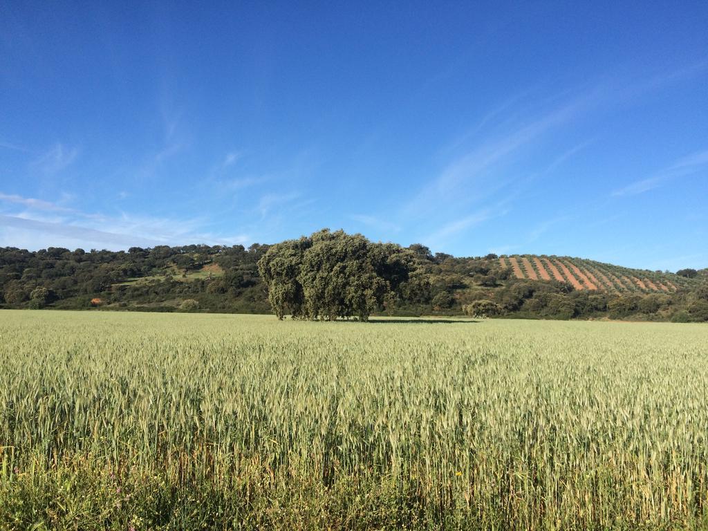 Casa Rural Valdezaque Cordobilla de Lácara Buitenkant foto